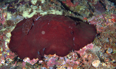 Asteronotus hepaticus