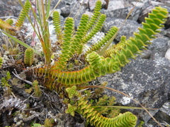 Veronica epacridea