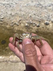 Grapsus longitarsis