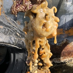 Compound Sea Squirt photo 3