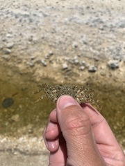 Grapsus longitarsis