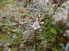 Veronica decora