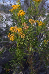 Varilla mexicana gypsophila