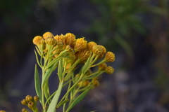 Varilla mexicana gypsophila