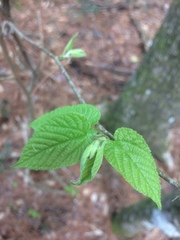 Tilia americana caroliniana