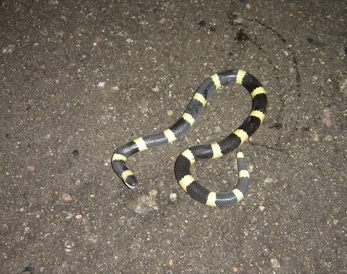 Mexican Short-tail Snake