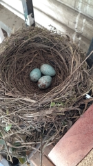 Turdus rufiventris