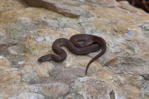 Smooth Earthsnake