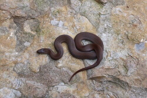Smooth Earthsnake