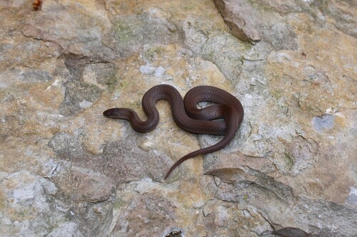Smooth Earthsnake