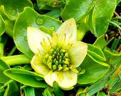Caltha sagittata