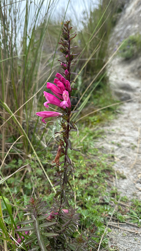 Lamourouxia virgata, photograph 3
