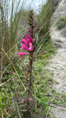 Lamourouxia virgata, photograph (c) lchaney, some rights reserved (CC BY)