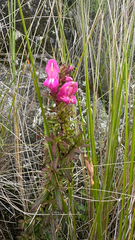 Lamourouxia virgata, photograph (c) lchaney, some rights reserved (CC BY)
