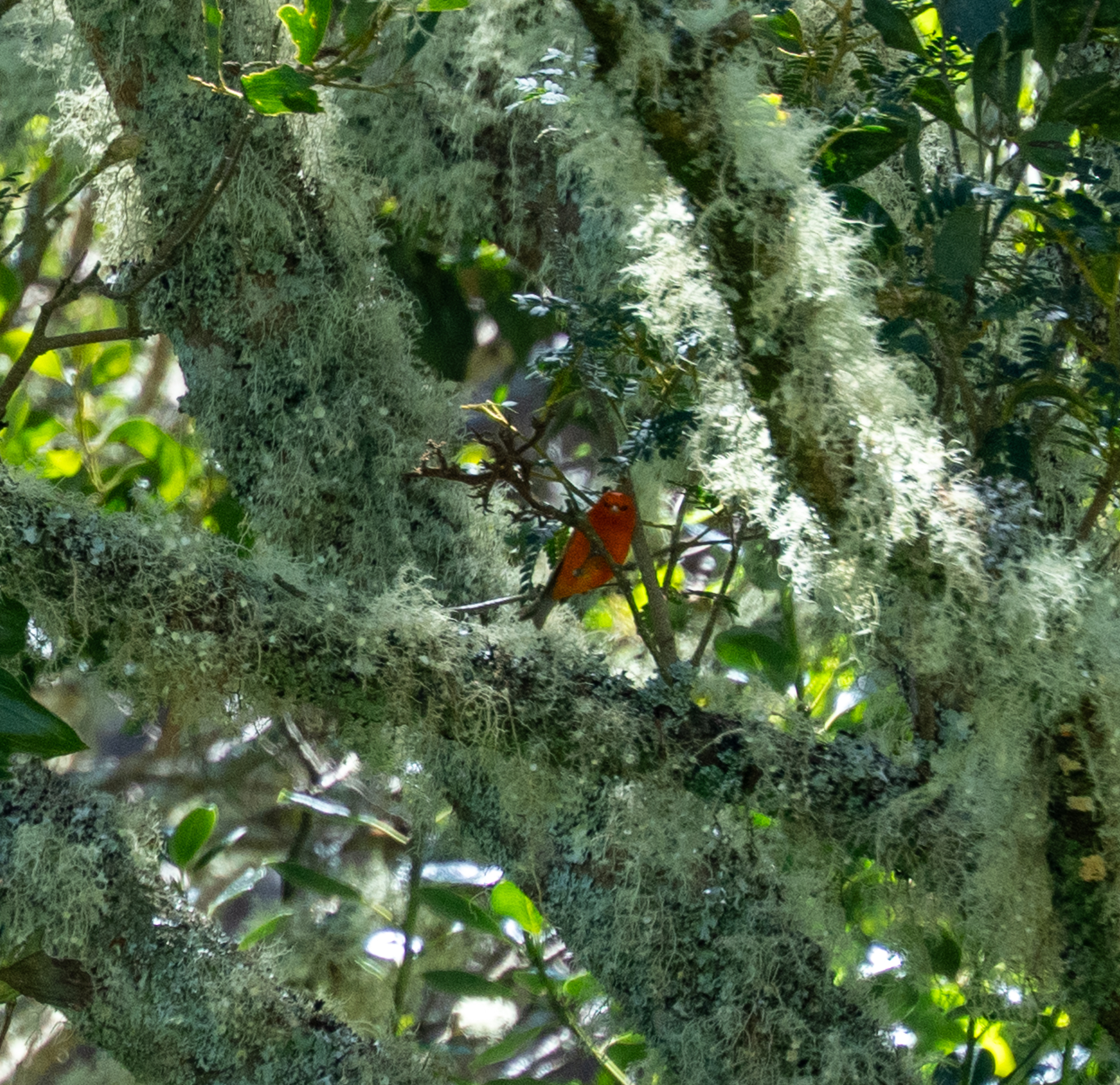Hawaii Akepa (Loxops coccineus), photo 9