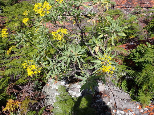 Othonna huillensis