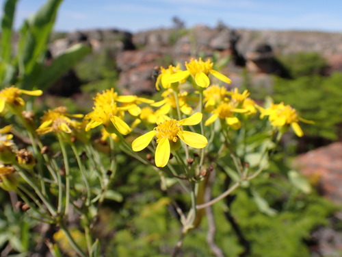 Othonna huillensis