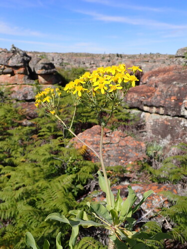 Othonna huillensis