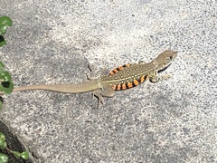 Leiolepis belliana