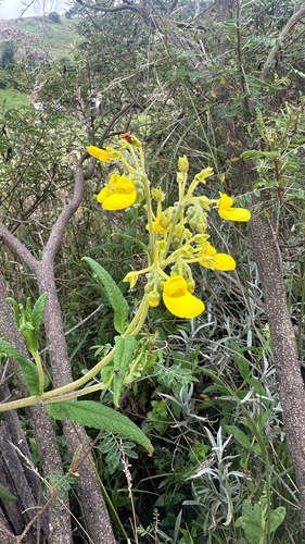 Calceolaria crenata, photograph 3