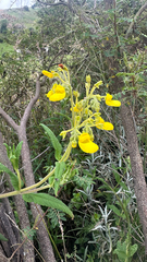 (c) lchaney, some rights reserved (CC BY) Calceolaria crenata, photograph (c) lchaney, some rights reserved (CC BY)