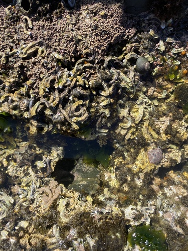 Spirobranchus kraussii observed 2026-03-10