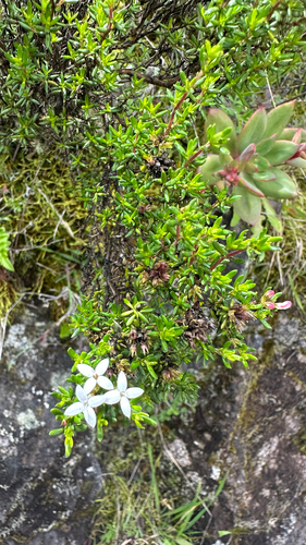Arcytophyllum thymifolium