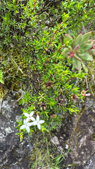 Arcytophyllum thymifolium