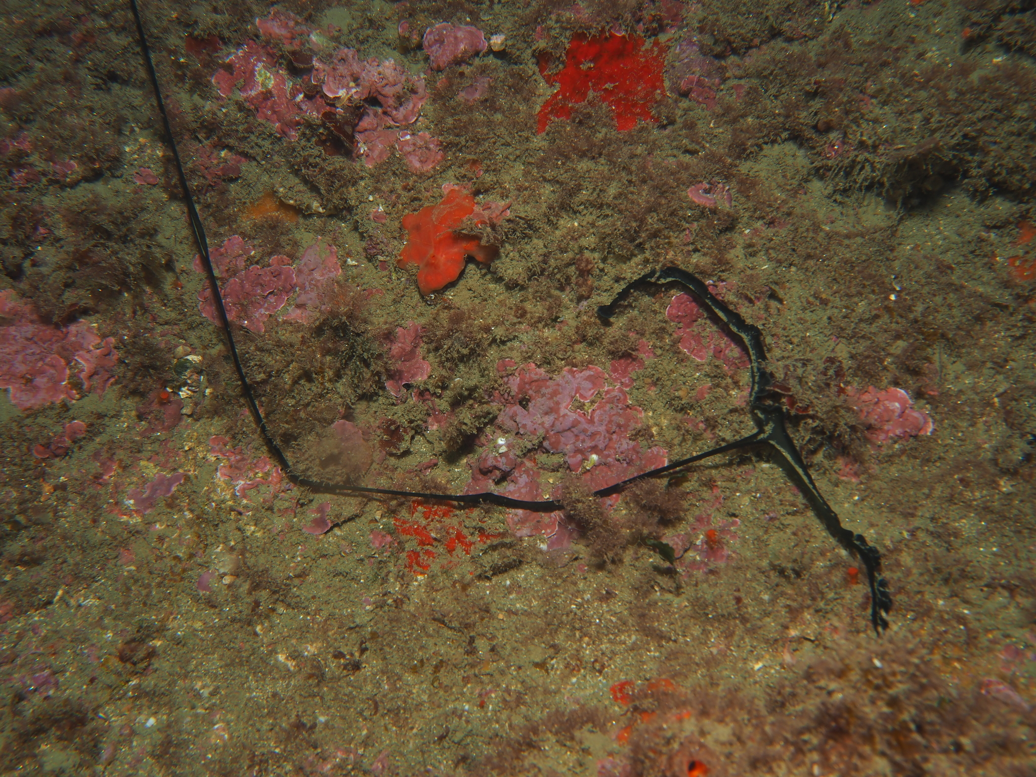 Bonellia viridis Rolando, 1822