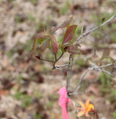 Rhododendron austrinum