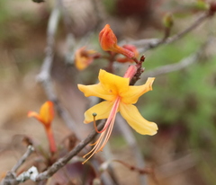 Rhododendron austrinum