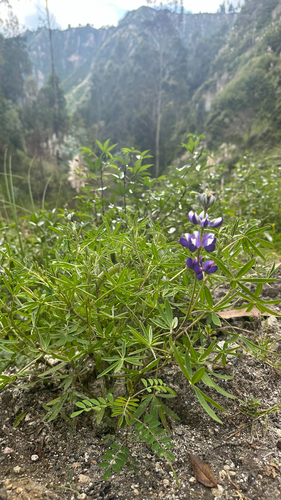 Lupinus pubescens, photograph 6