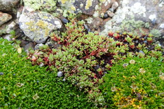 Crassula moschata