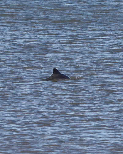 Phocoena phocoena