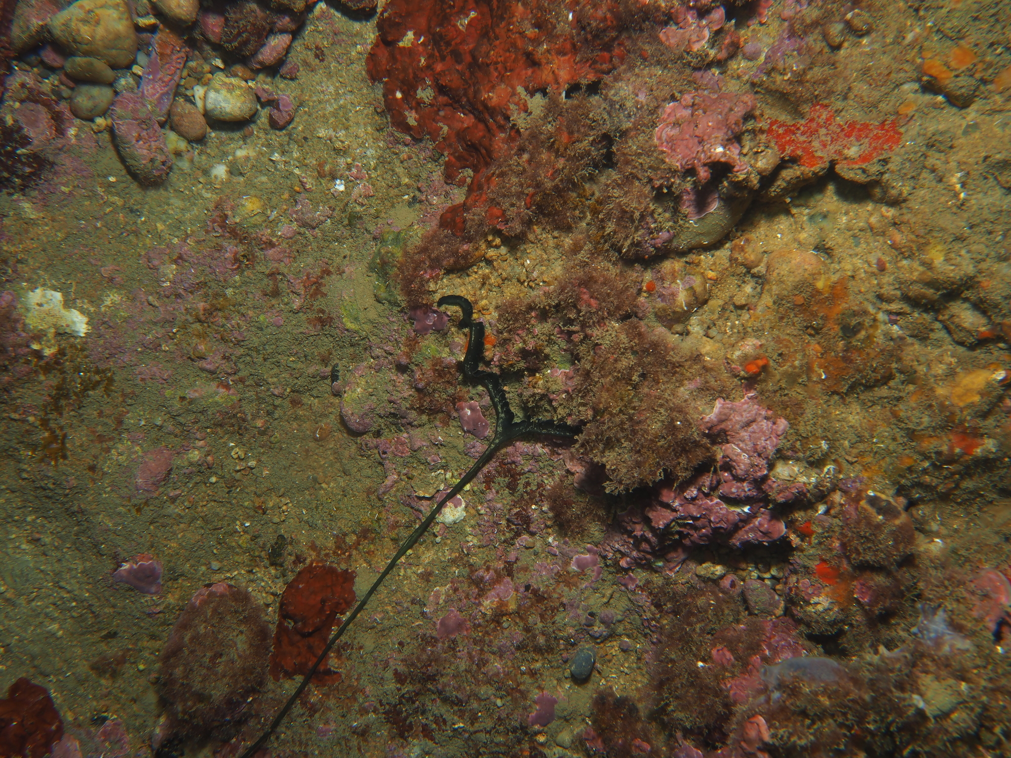 Bonellia viridis Rolando, 1822