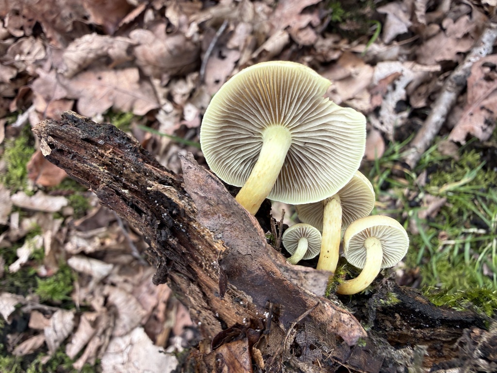 Hypholoma fasciculare · March 2026 · photo: © cjoynson (iNaturalist, cc0)