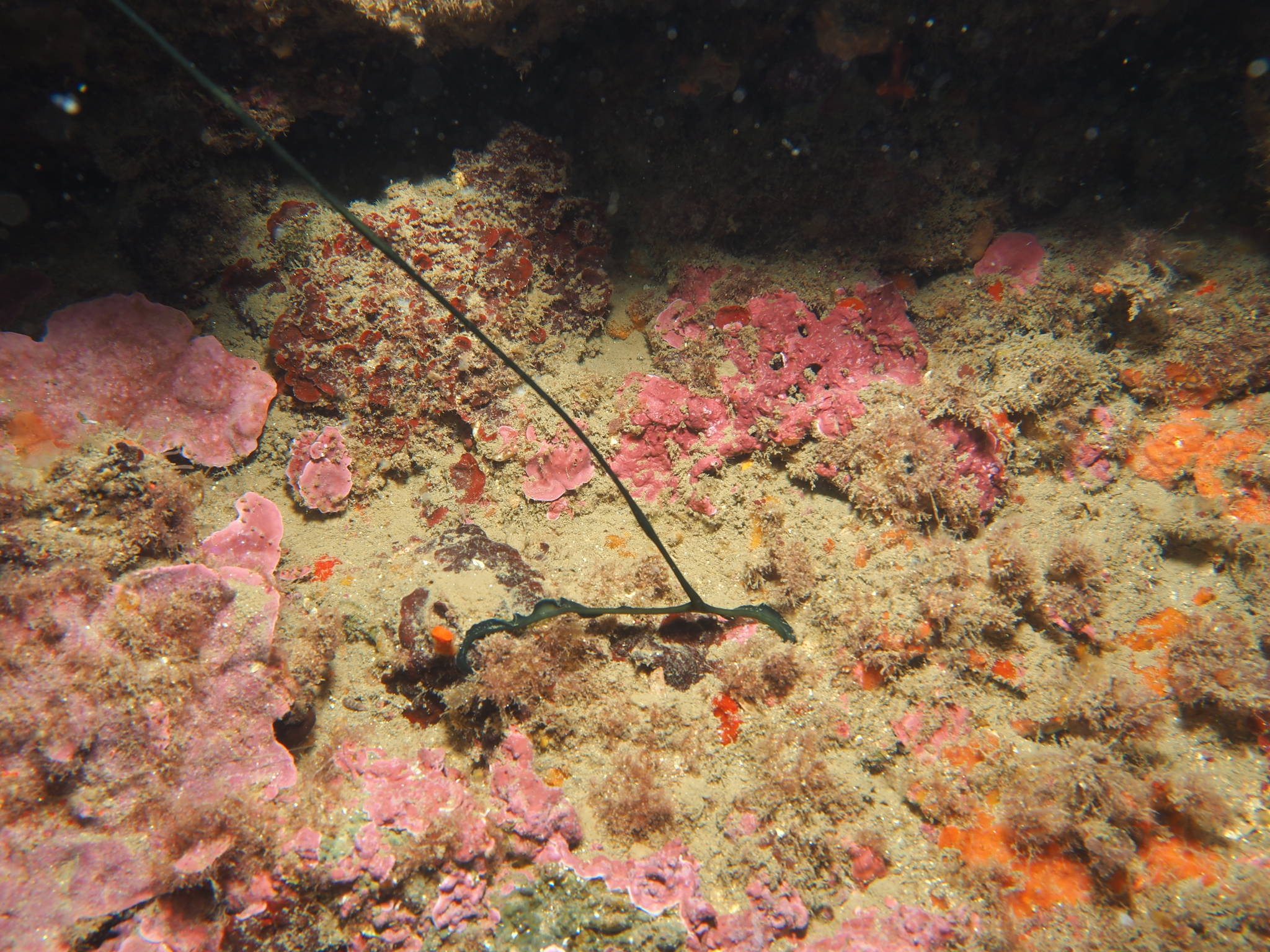 Bonellia viridis Rolando, 1822