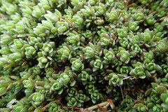 Crassula moschata
