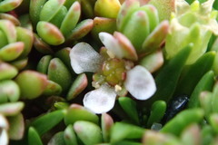Crassula moschata