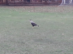 Caracara plancus