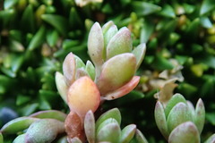 Crassula moschata