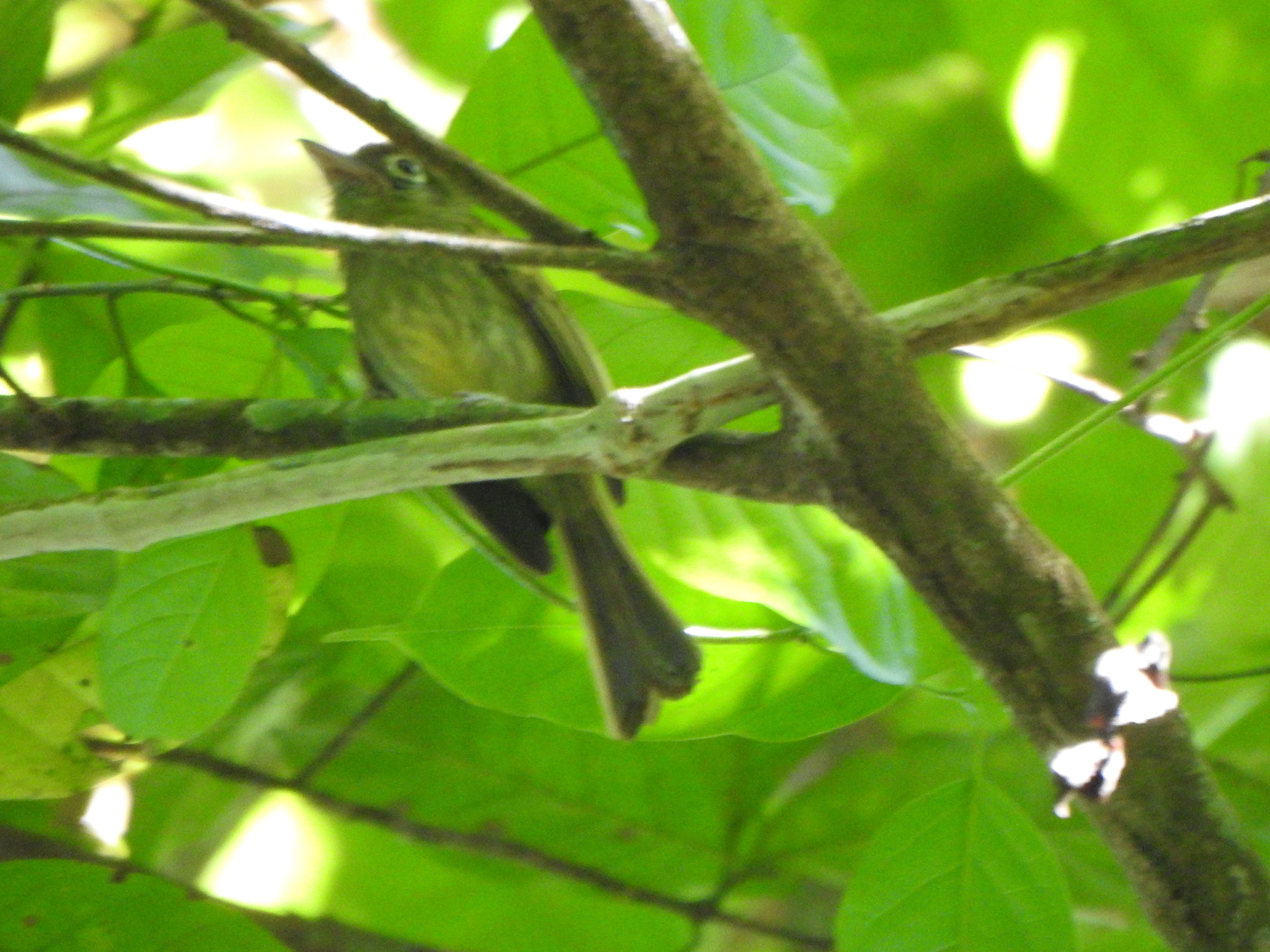 Eye-ringed Flatbill (Rhynchocyclus brevirostris), photo 5