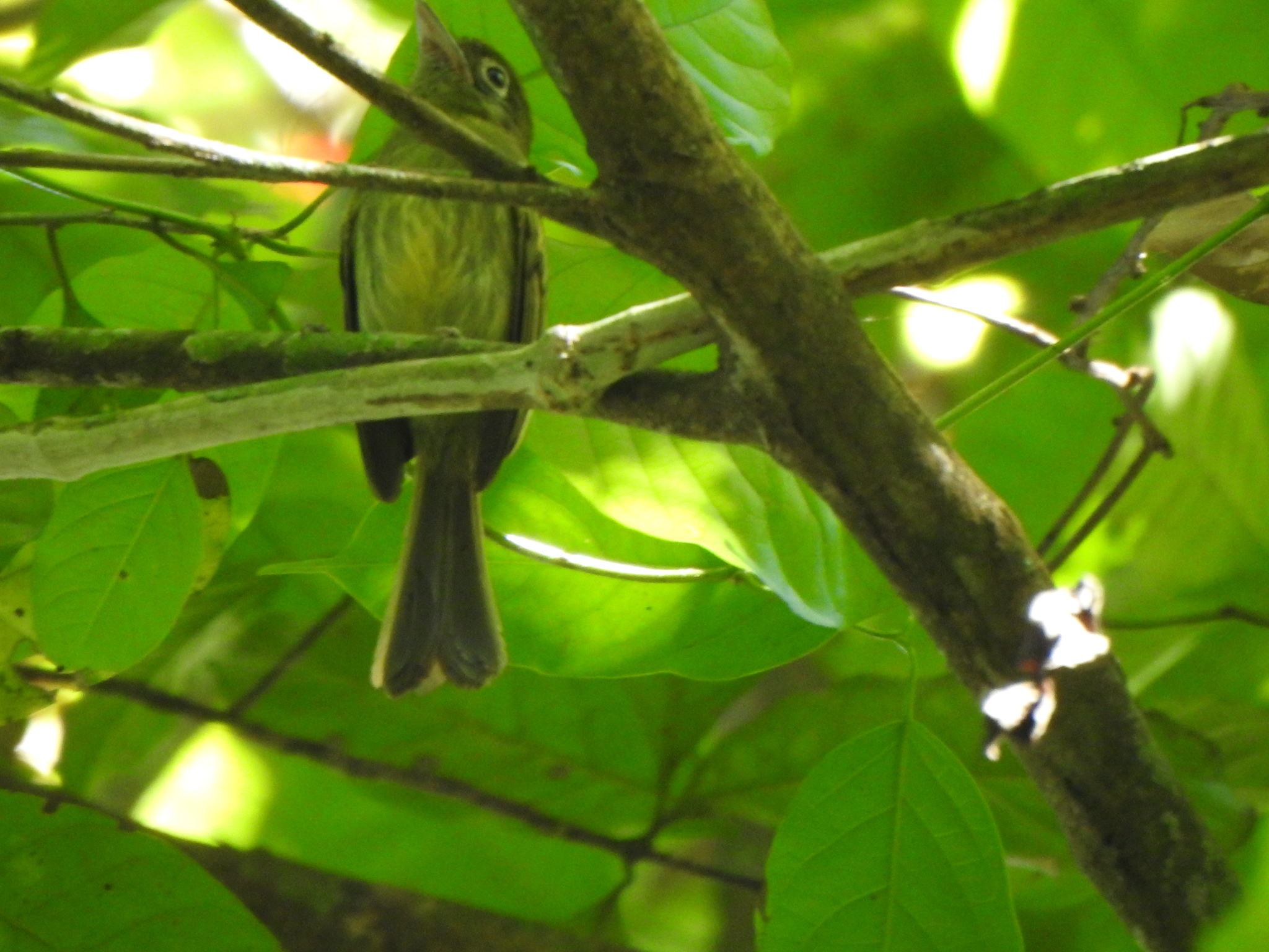 Eye-ringed Flatbill (Rhynchocyclus brevirostris), photo 6
