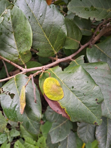 coinvine (Dalbergia ecastaphyllum)