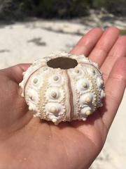 Eucidaris galapagensis