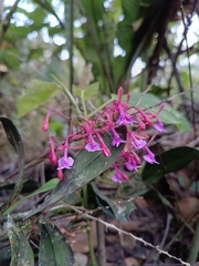 Epidendrum capricornu