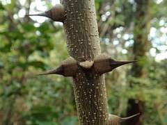 Zanthoxylum ailanthoides ailanthoides