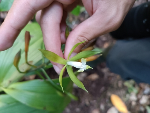 Epidendrum lacustre, photograph 4