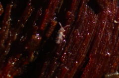 Entomobrya albocincta