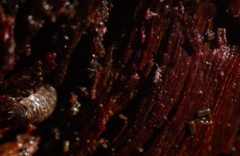 Entomobrya albocincta